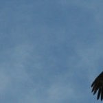 Colca Canyon - Was Du unbedingt gesehen haben solltest