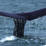 Kaikoura - Hot Spot für Whale Watching