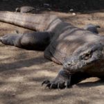 Kreuzfahrt auf indonesisch - Von Lombok nach Komodo