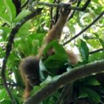 Auge in Auge mit den Orang Utans in Indonesien