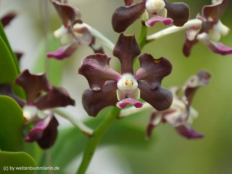 kuching_orchid