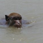 Wo die wilden Affen baden