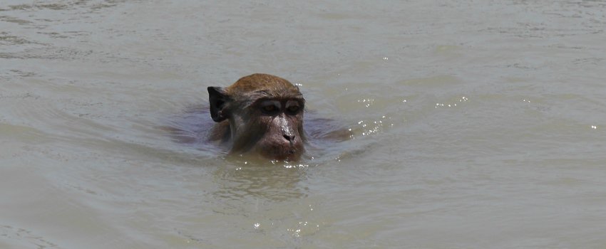 Wo die wilden Affen baden