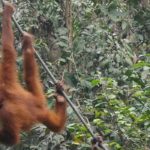Bei den Orang Utans von Semenggoh