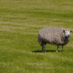 Texel - kleine Insel und großer Genuss